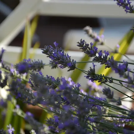 Les Comtes De Pardiac - Logis Marciac